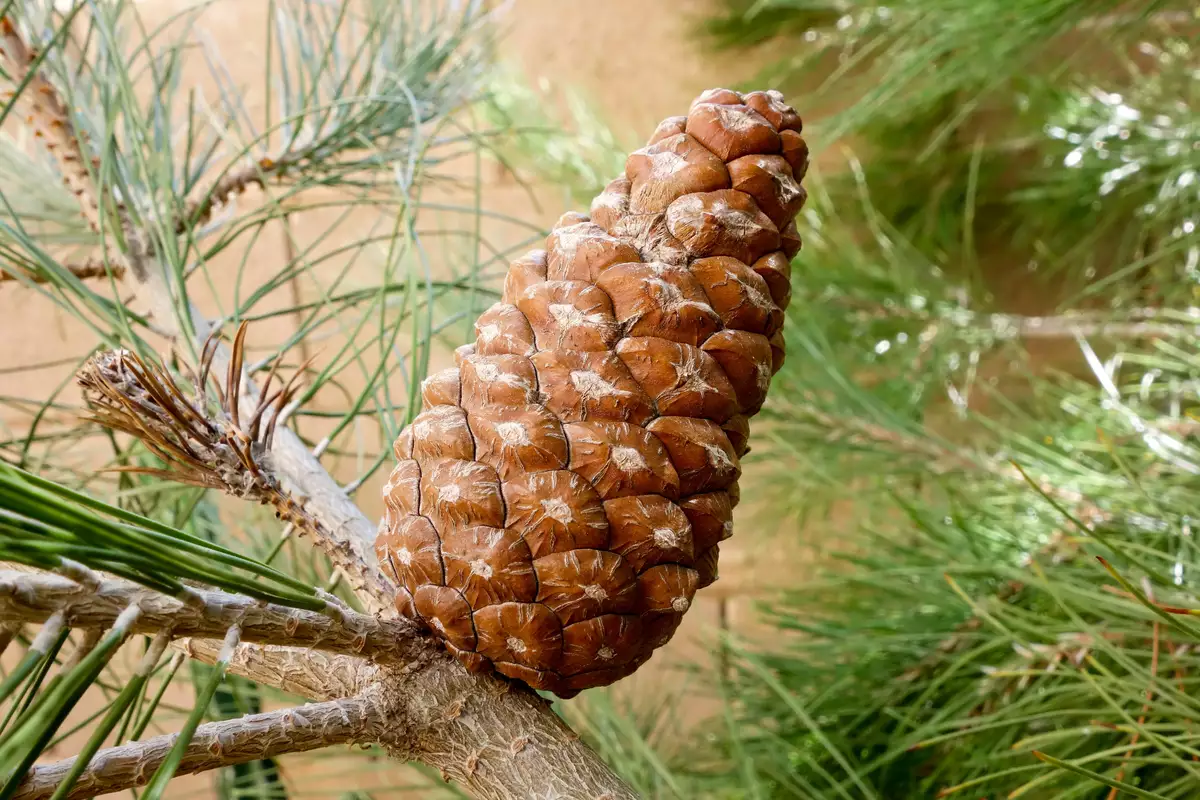 Pinus eldarica - Common Bonsai,Conifer,Evergreen Leaves - Afghan Pine ...