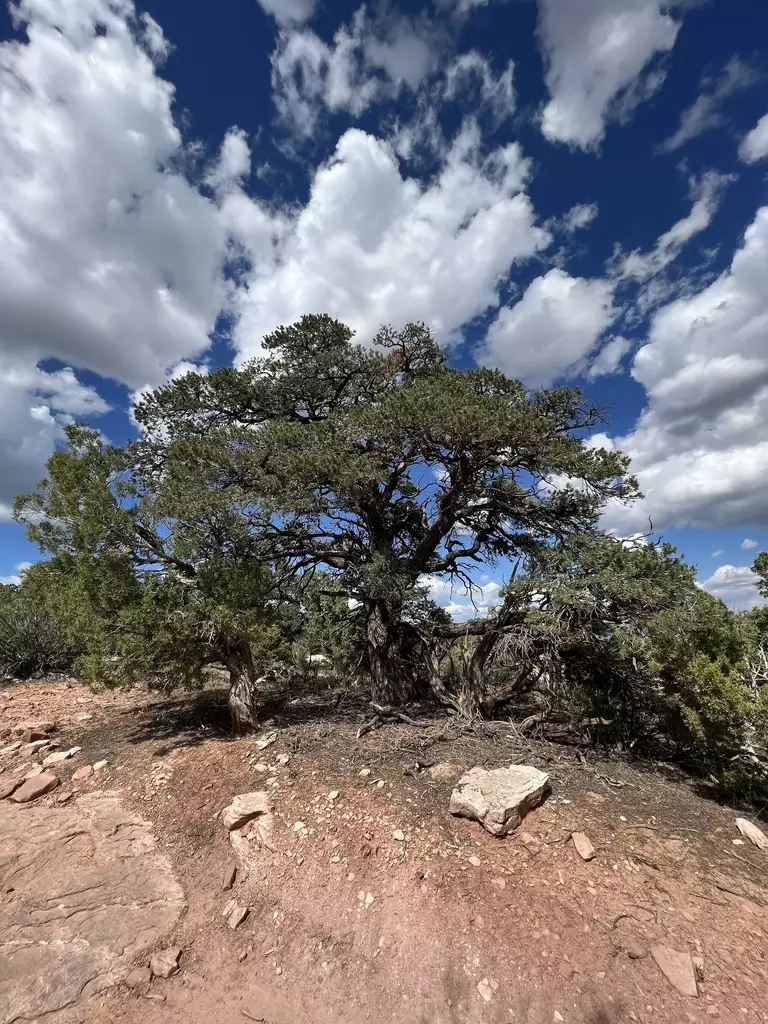 Pinus edulis - Common Bonsai,Conifer,Evergreen Leaves - Colorado Pinyon