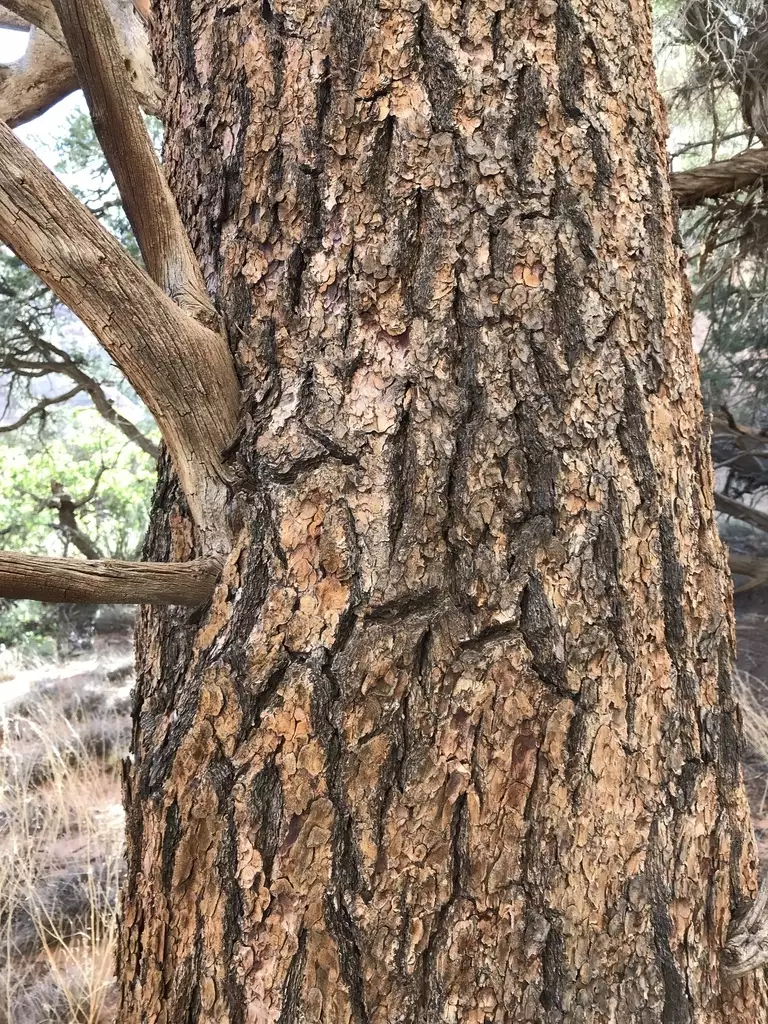 Pinus edulis - Common Bonsai,Conifer,Evergreen Leaves - Colorado Pinyon