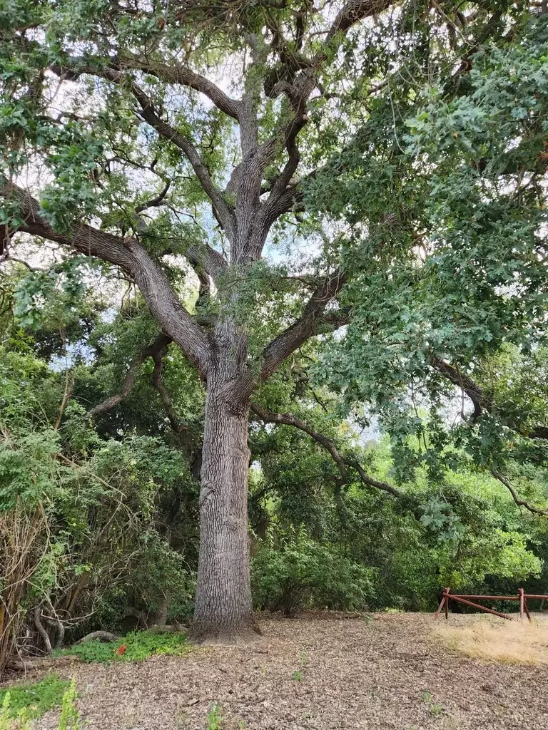 Quercus lobata - Common Bonsai,Hardwood - California White Oak, Valley Oak