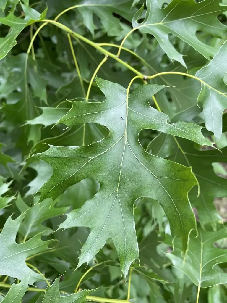 Quercus shumardii - Deciduous,Hardwood,Shade Tree - Shumard's Oak ...