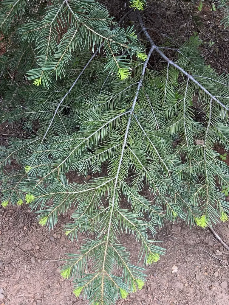 Abies concolor ssp. concolor NM, Lincoln Conifer Concolor Fir, White Fir