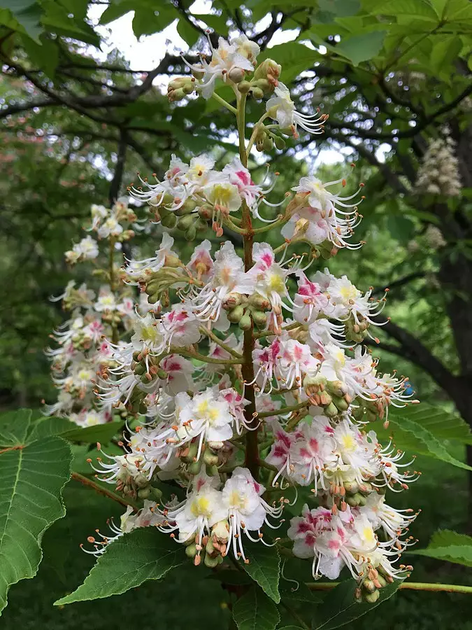 Aesculus turbinata - Flowering Tree - Japanese Horse Chestnut