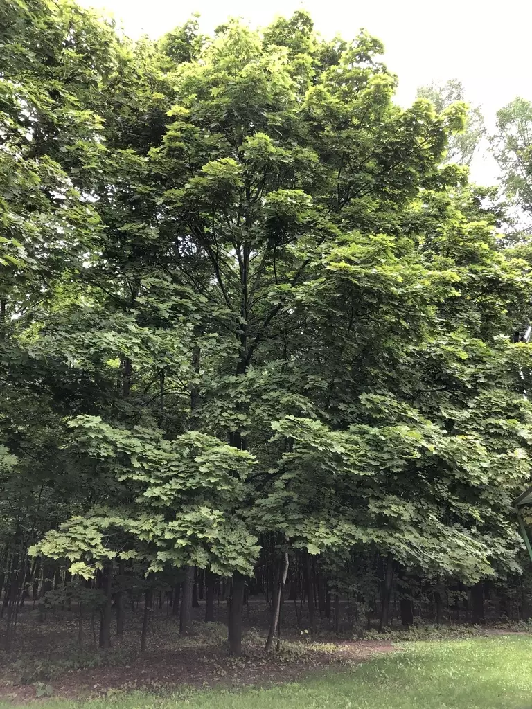 Acer platanoides dry winged Deciduous,Hardwood,Shade Tree Norway Maple