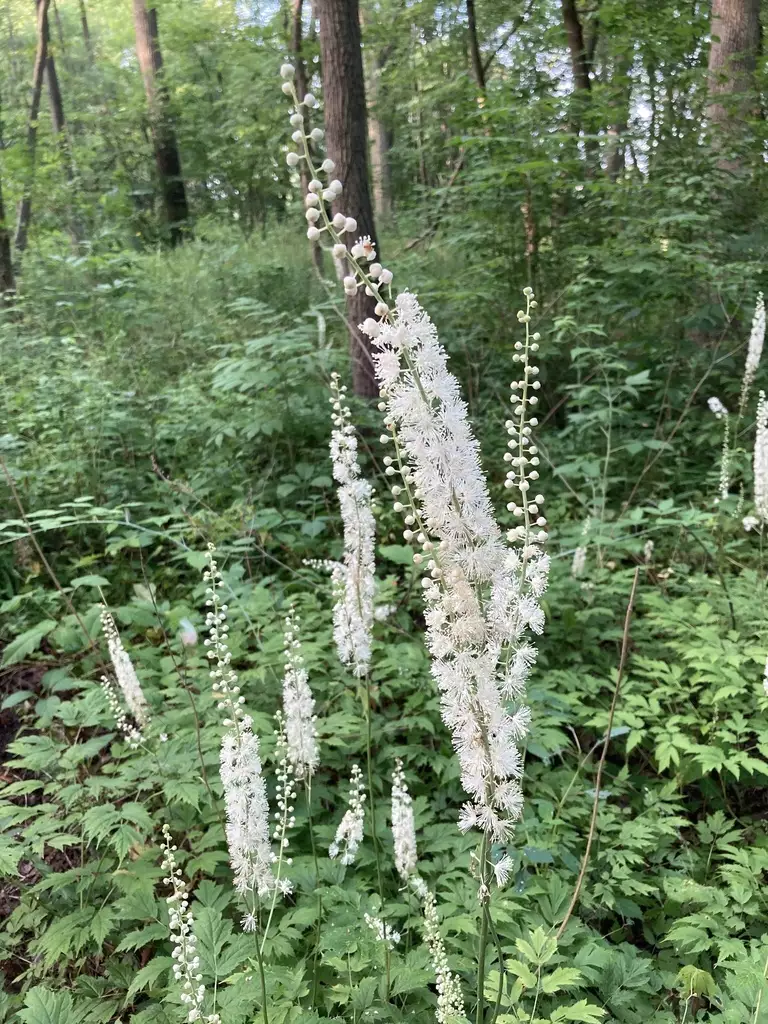 Actaea Racemora Cimicifuga racemosa - Herbaceous Plants,Medicinal Herbs,Perennial ...