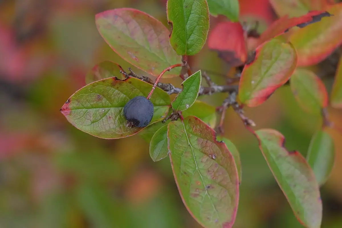 Cotoneaster acutifolius - Shrub - Peking Cotoneaster