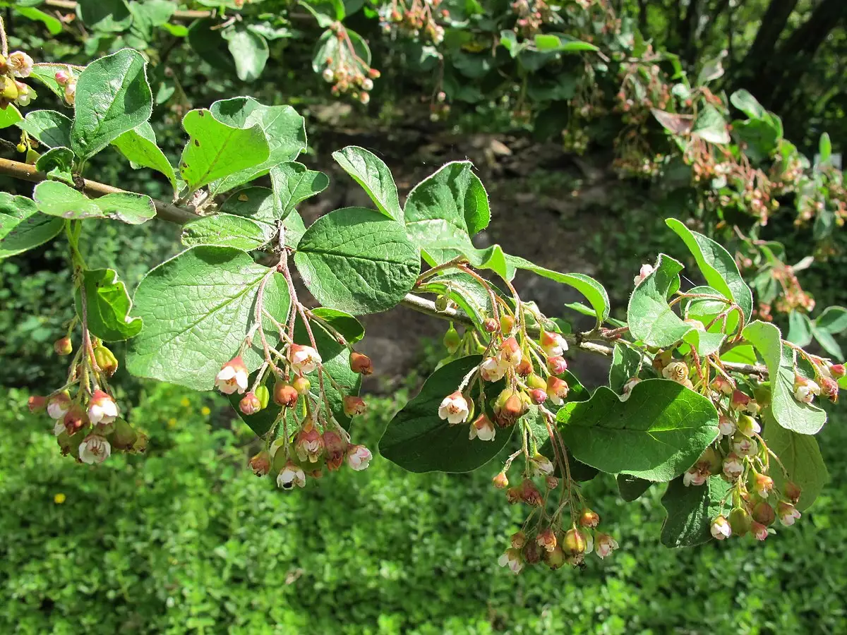 Cotoneaster acutifolius - Shrub - Peking Cotoneaster