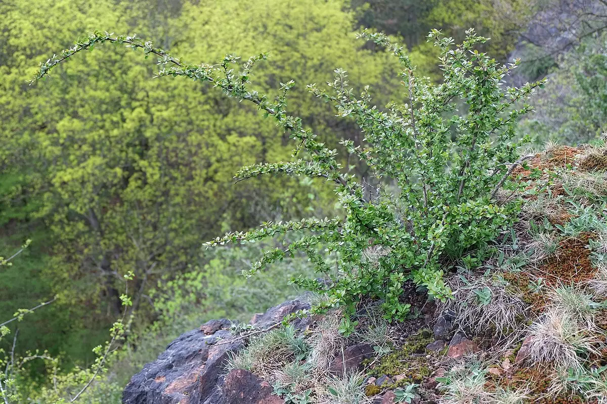 Cotoneaster acutifolius - Shrub - Peking Cotoneaster