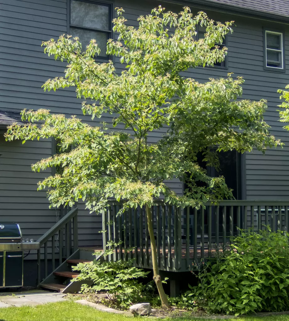 Cornus alternifolia - Flowering Tree - Alternate-leaved Dogwood ...