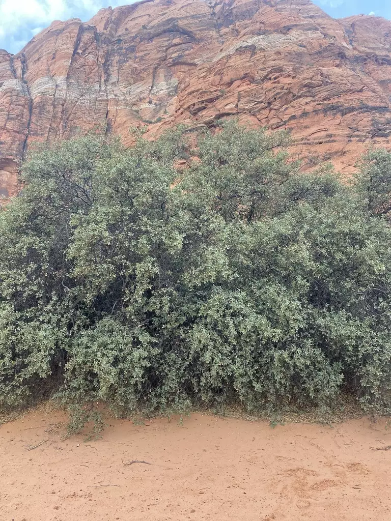 Quercus turbinella Hardwood Arizona Shrub Oak, Sonoran Scrub Oak