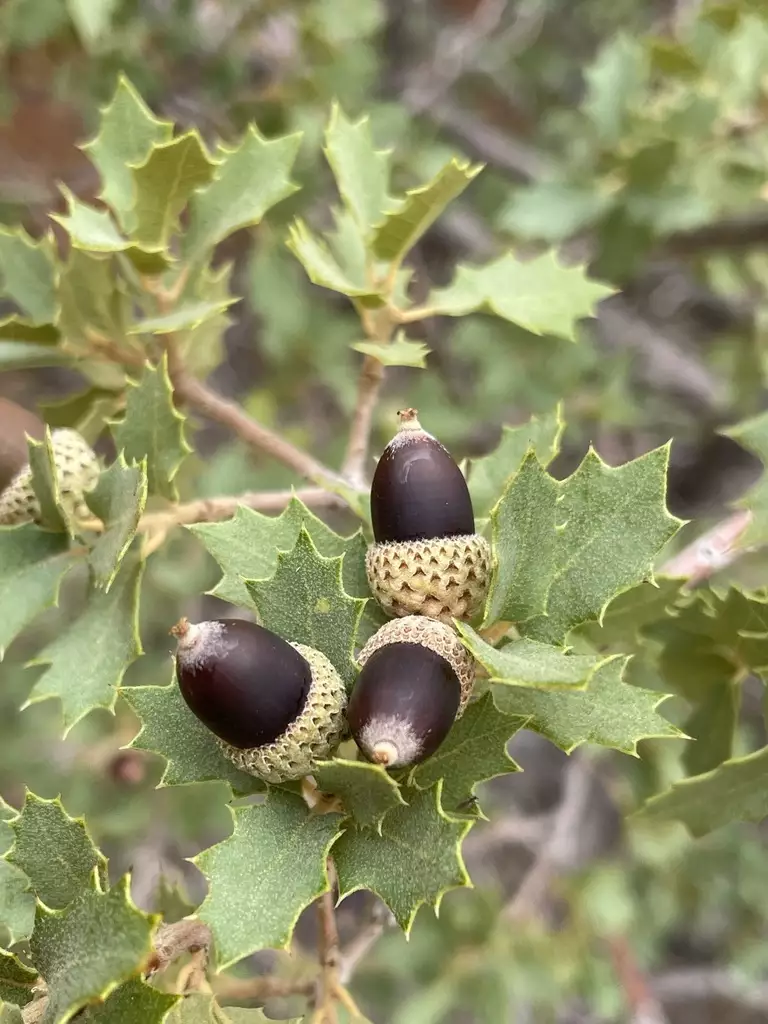 Quercus turbinella Hardwood Arizona Shrub Oak, Sonoran Scrub Oak