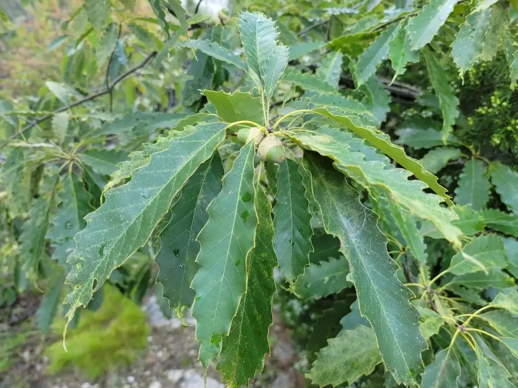 Quercus muehlenbergii - Hardwood - Chinkapin Oak, Chinquapin Oak