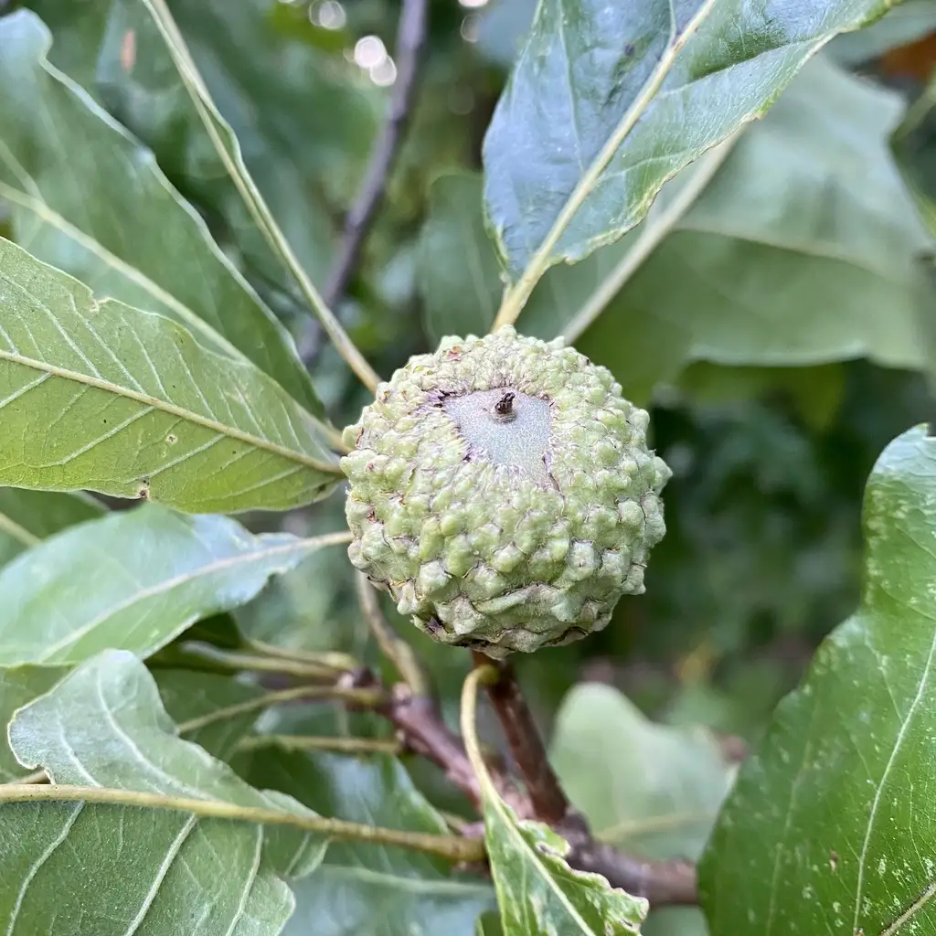 Quercus lyrata - Deciduous,Hardwood,Shade Tree - Overcup Oak