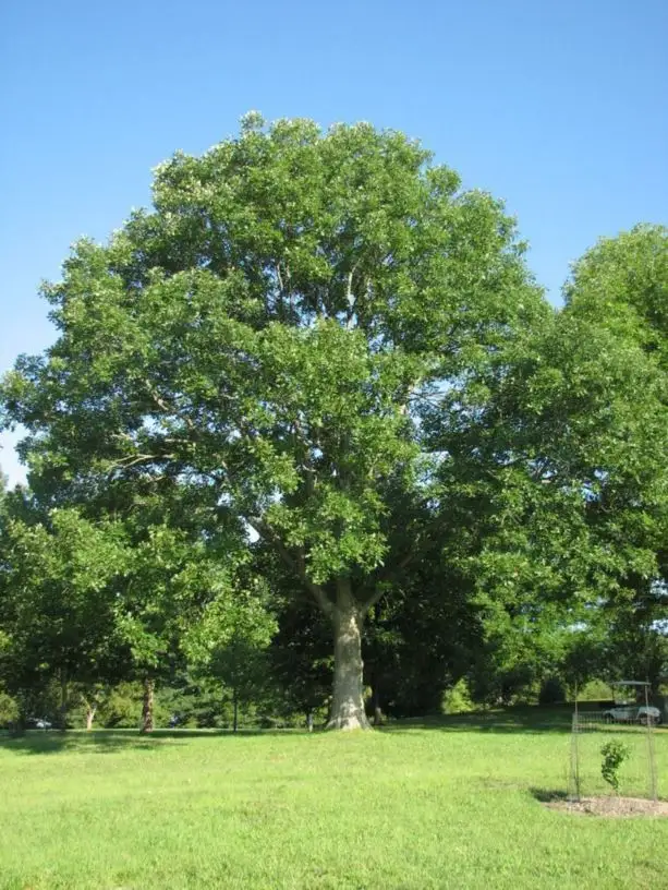 Quercus lyrata - Deciduous,Hardwood,Shade Tree - Overcup Oak