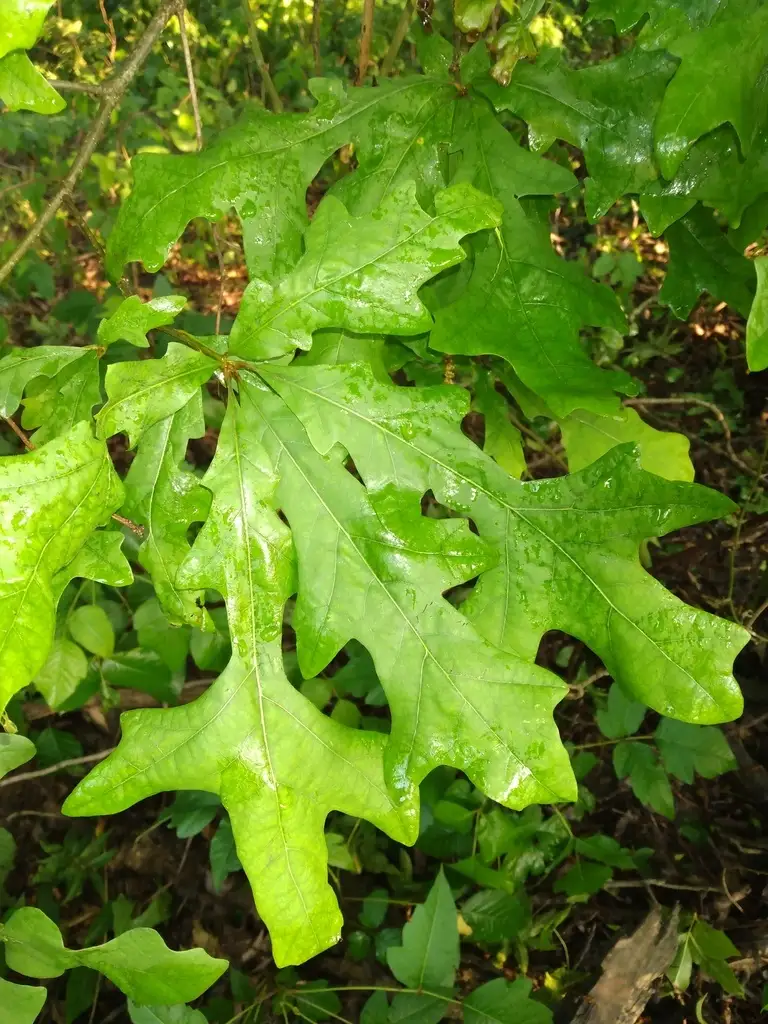 Quercus lyrata - Deciduous,Hardwood,Shade Tree - Overcup Oak