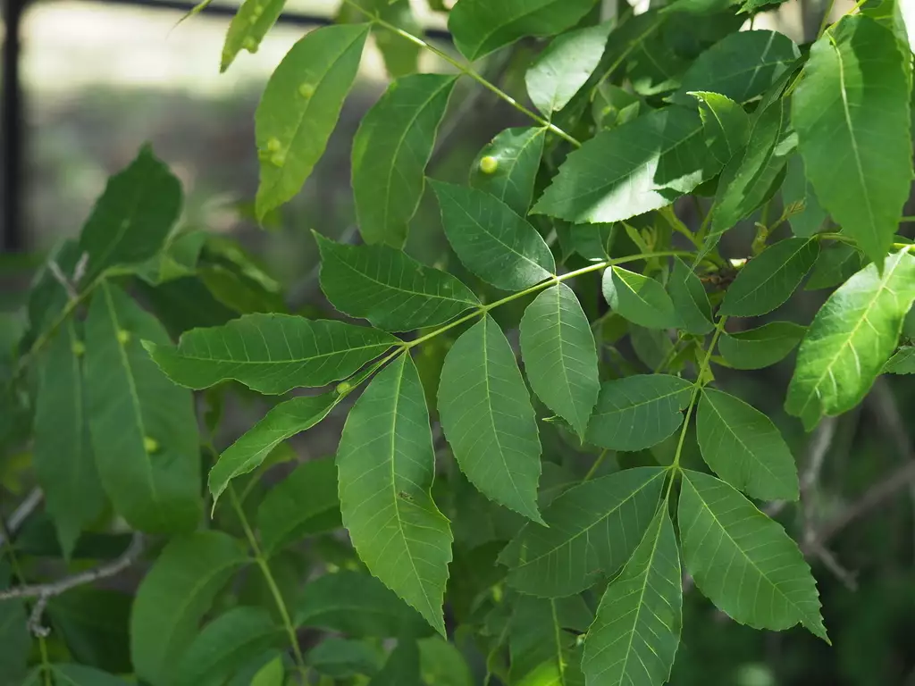 Carya illinoinensis 'Kanza' - Web page Navigation - Kanza Pecan