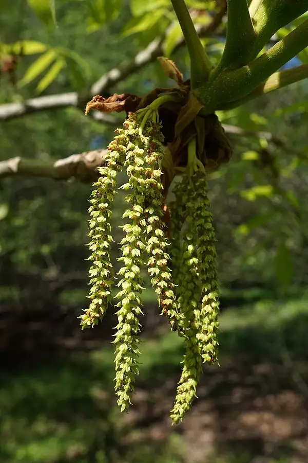 Carya laciniosa Hardwood Big Shellbark, Bigleaf Shagbark Hickory
