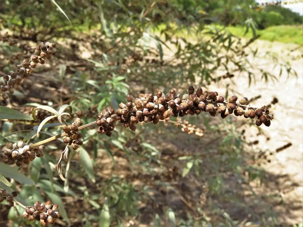 Vitex agnus-castus - Medicinal Herbs,Shrub - Lilac Chastetree, Monks ...