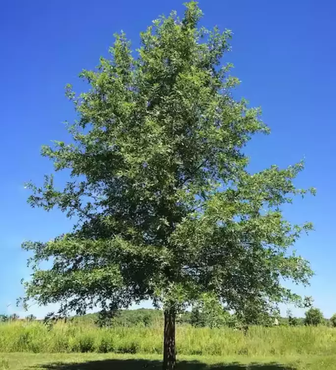 Quercus texana Deciduous,Hardwood,Shade Tree Nuttall Oak