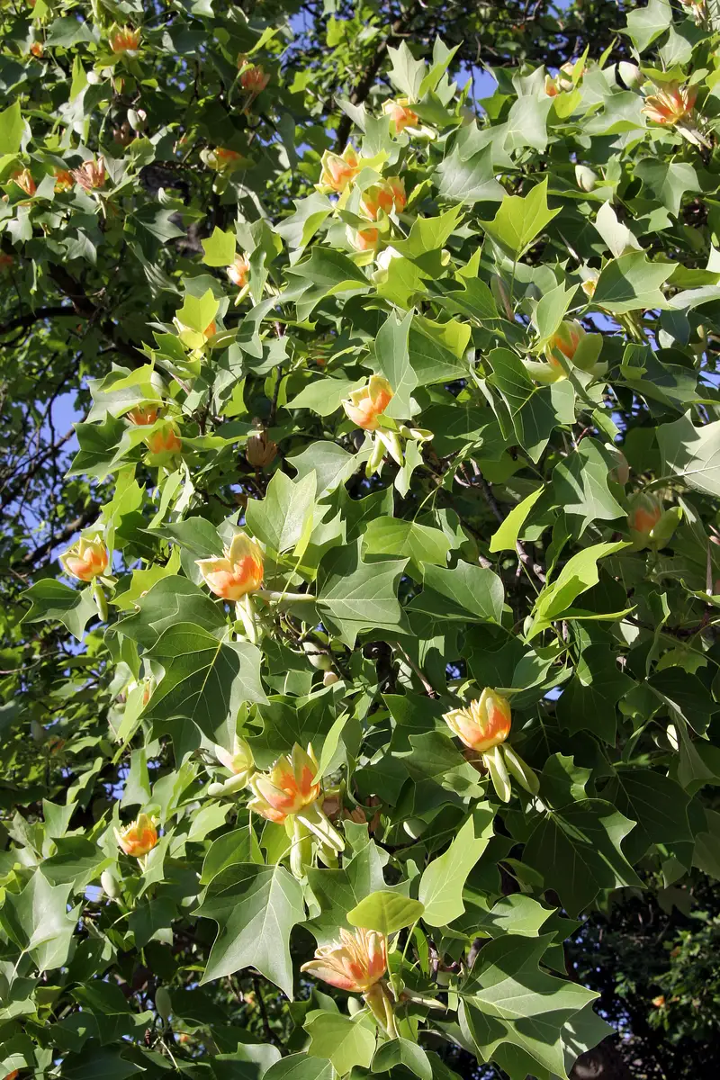 Liriodendron tulipifera winged - Deciduous,Hardwood,Shade Tree ...