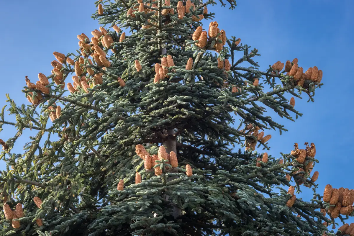 Abies procera - Conifer - Noble Fir