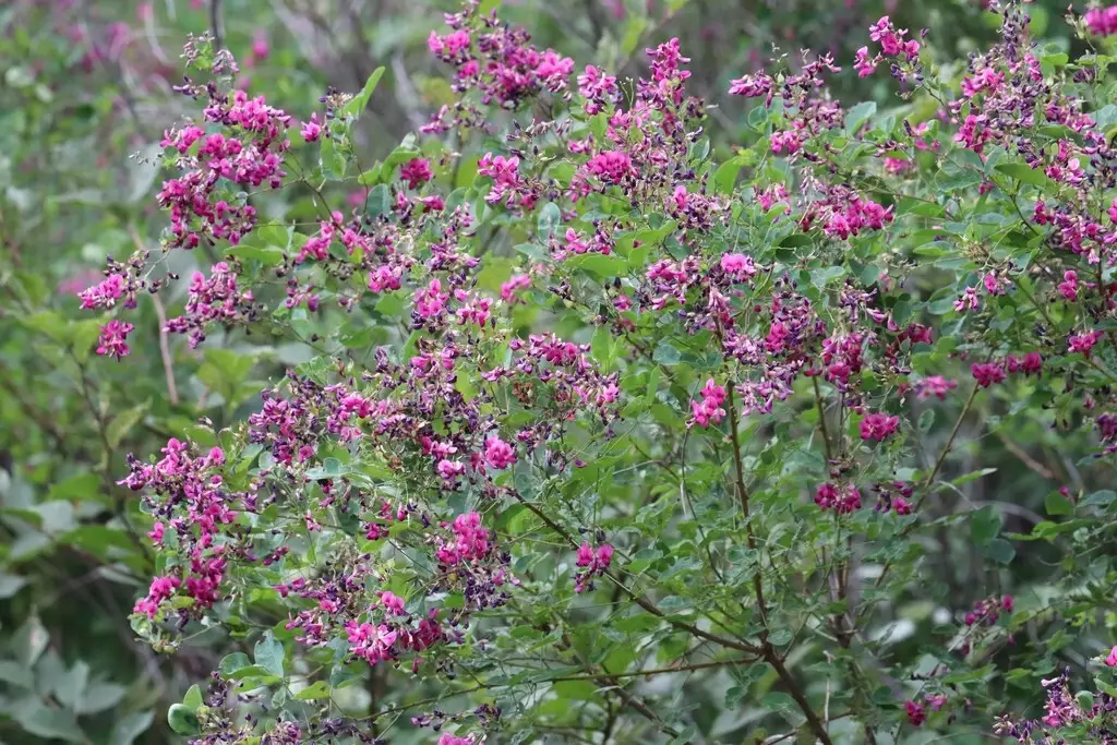 Lespedeza bicolor Shrub Bicolor Lespedeza, Bush Clover, Shrub