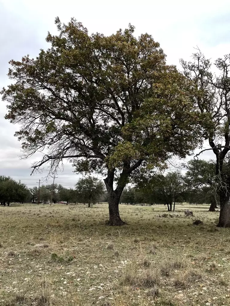 Quercus buckleyi - Hardwood,Tree,Web page Navigation - Buckley Oak ...