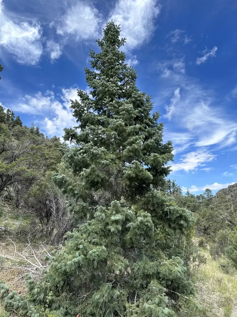 Abies concolor ssp. concolor CO, San Juan - Conifer - Concolor Fir ...