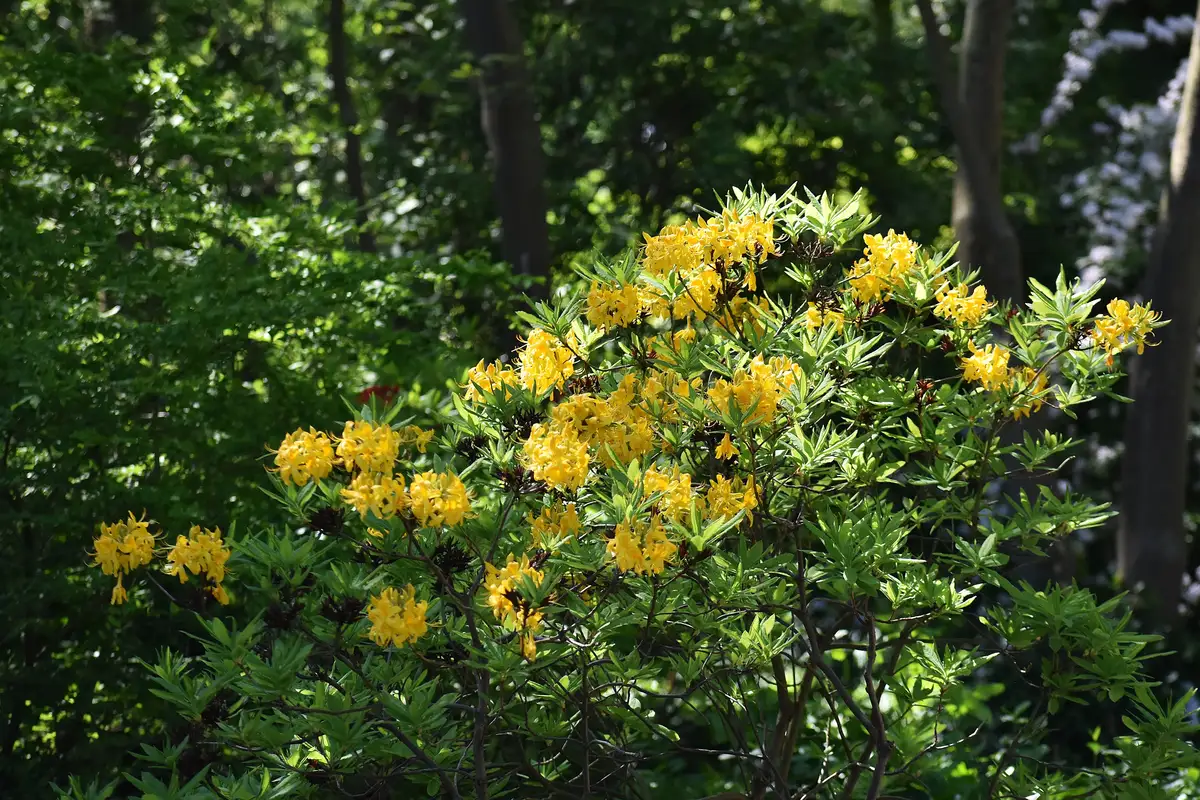 Rhododendron austrinum - Web page Navigation - Florida Azalea, Orange ...