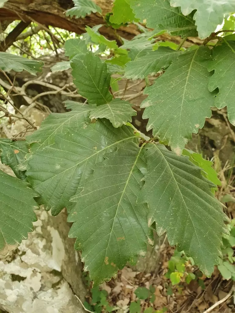 Quercus canariensis - Hardwood - Algerian Oak, Mirbeck's Oak