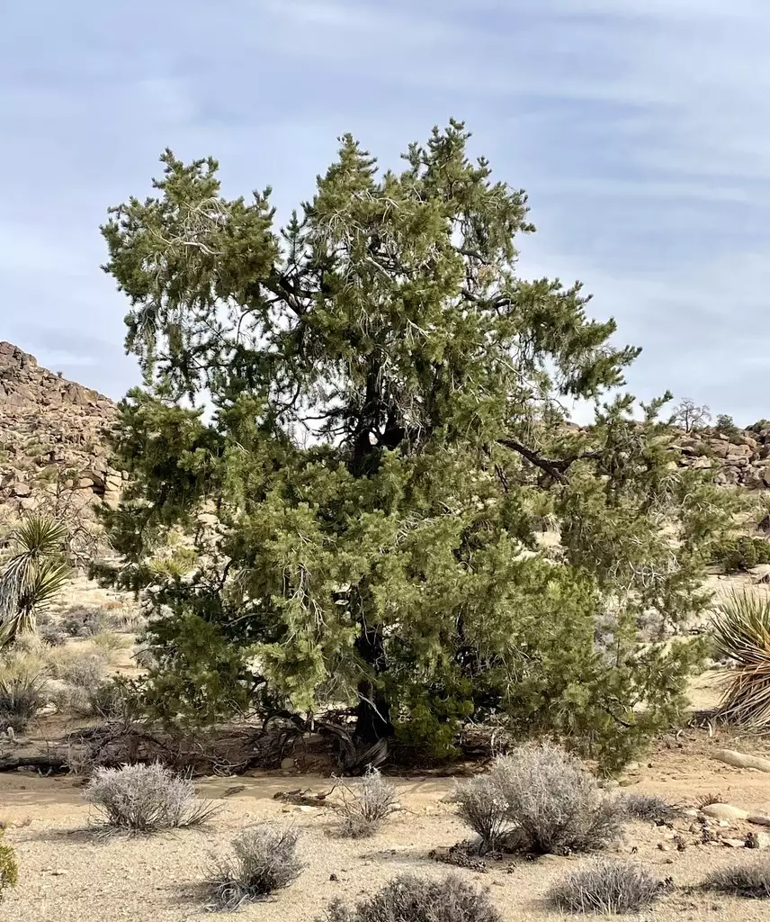 Pinus Monophylla Common Bonsai Conifer Single Leaf Pinyon Pine