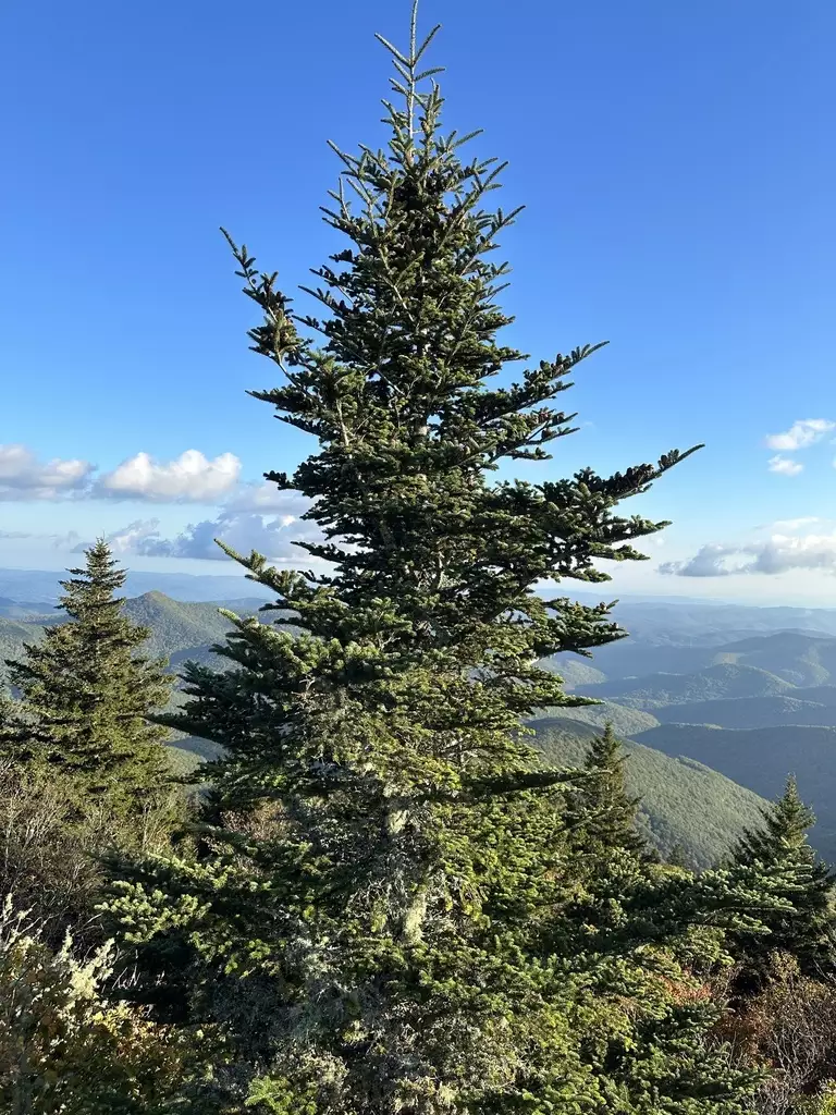 Abies fraseri VA, Mt. Rogers Conifer Fraser Fir, Fraser's Fir