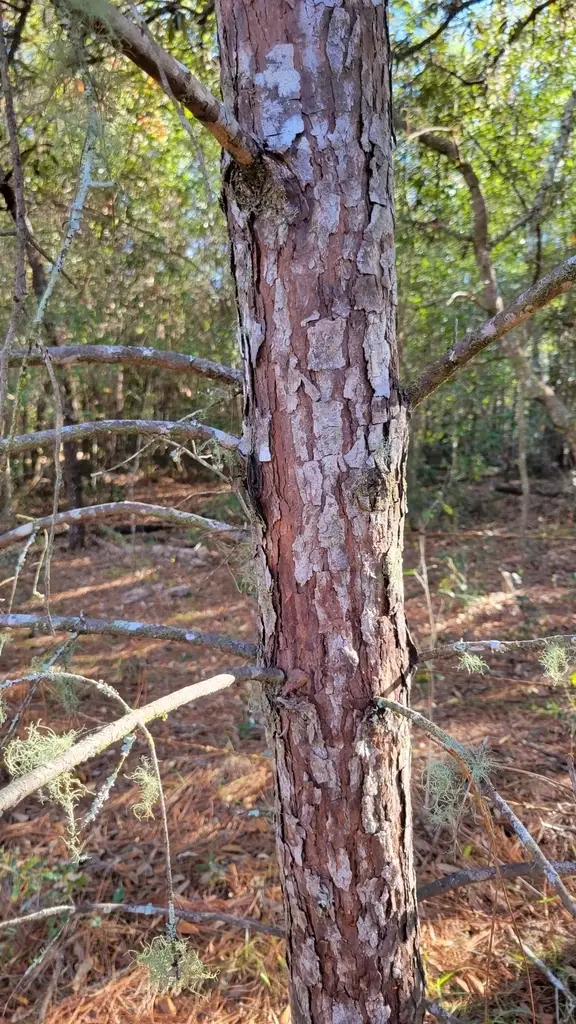 Pinus clausa Choctawhatchee - Conifer - Choctawhatchee Sand Pine, Sand Pine