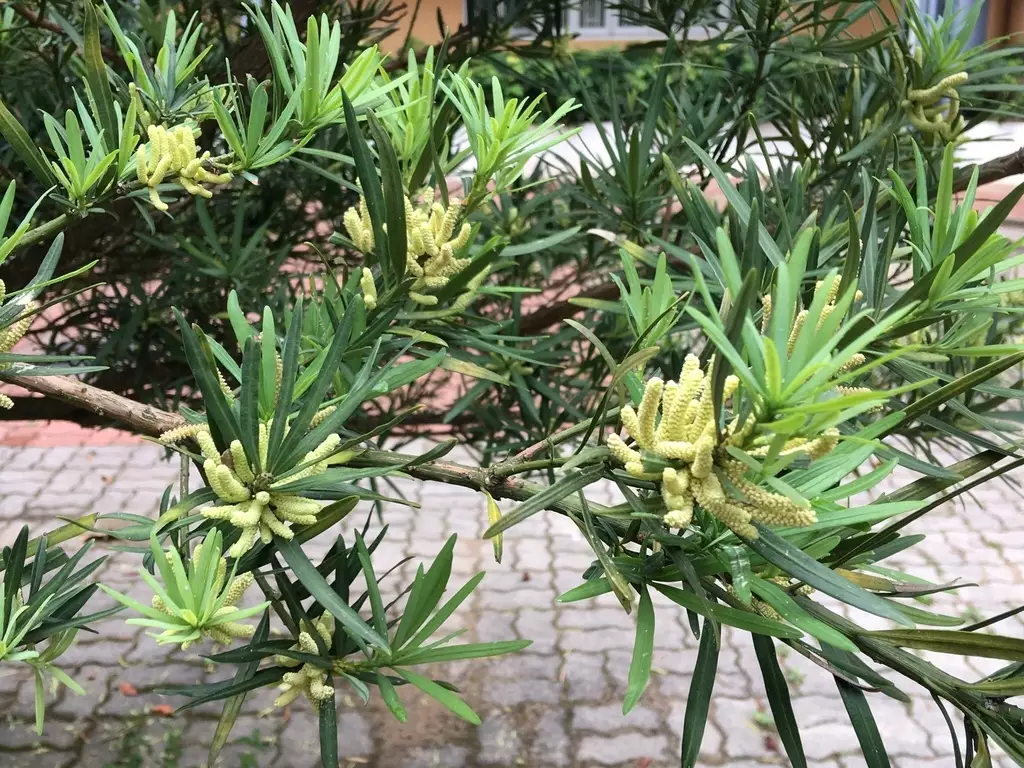 Podocarpus macrophyllus - Common Bonsai,Web page Navigation - Kusamaki ...