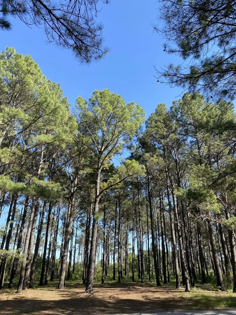 Thumbnail for Pinus Taeda Coastal Common Bonsai Conifer Tree Loblolly Pine