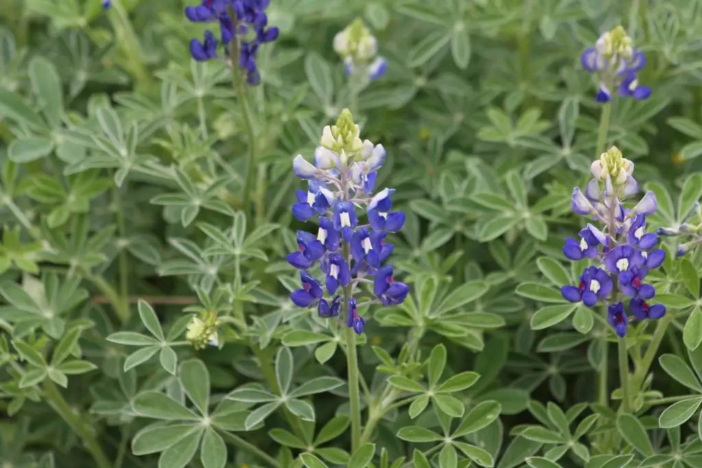 Lupinus texensis - Web page Navigation - Texas Bluebonnet, Texas Lupine