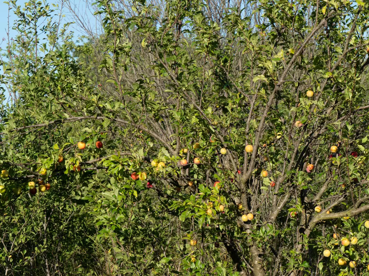 Malus pumila var. Antonovka - Common Bonsai,Edible Fruit/Nuts,Flowering