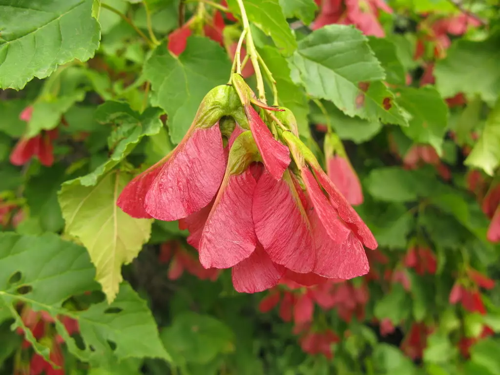 Acer tataricum - Common Bonsai,Deciduous,Hardwood,Shade Tree - Tartar ...