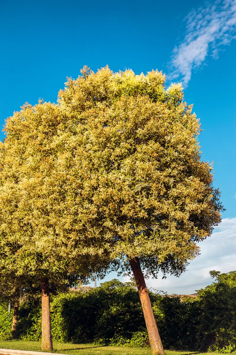 Ligustrum lucidum - Medicinal Herbs,Shrub - Glossy Privet, Tree Privet
