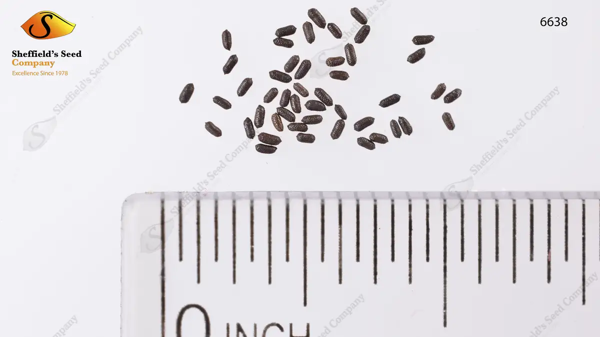 Smallpox Seeds Sheffield's Seed Company