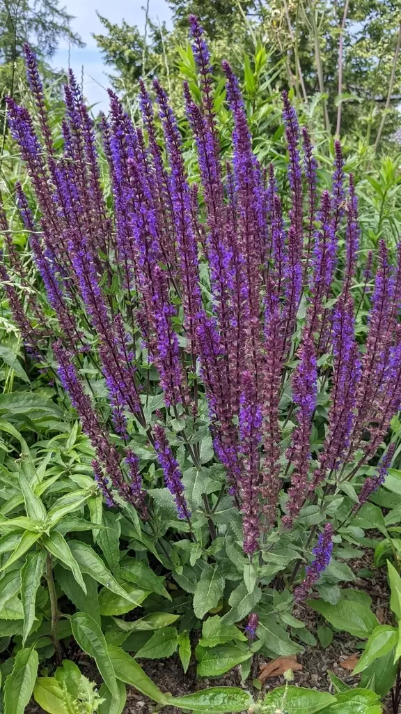 small backyard plants Toronto Salvia
