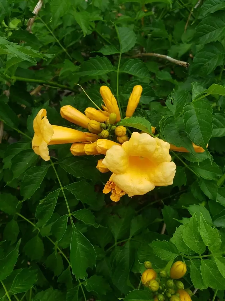 Trumpet Creeper Not Producing Seed Pods Any Clue Why R Garden Maintenance