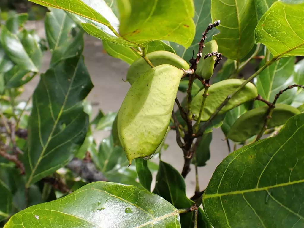 Pongamia pinnata - Web page Navigation - Indian Beech Tree