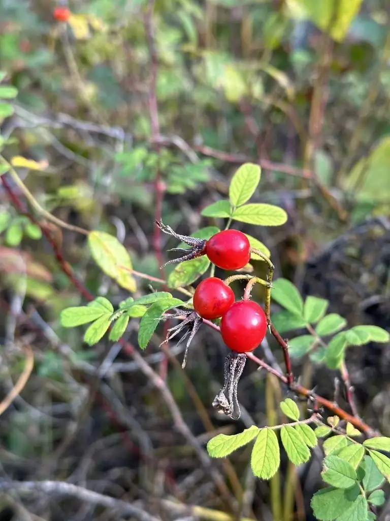 Rosa davurica - Shrub - Amur Rose, Cinnamon Rose, Daurian Rose