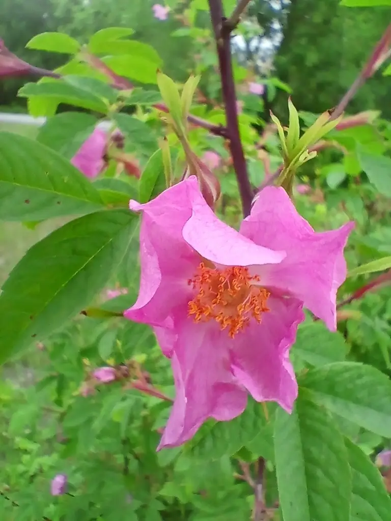 Rosa davurica - Shrub - Amur Rose, Cinnamon Rose, Daurian Rose