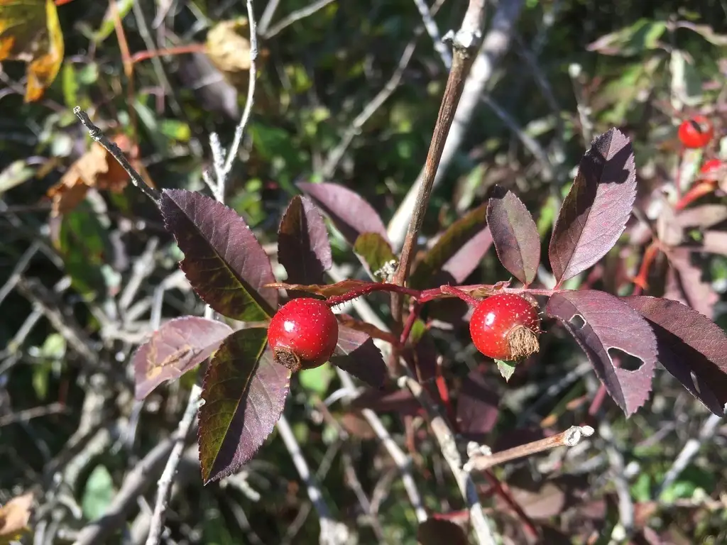 Wampfish Roes Rosa palustris - Shrub - Swamp Rose