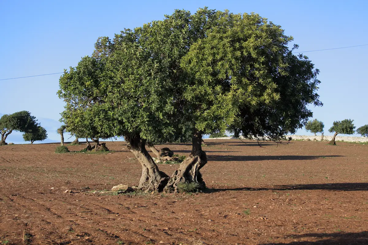 Ceratonia siliqua - Edible Fruit/Nuts,Fruits,Medicinal Herbs - Carob ...