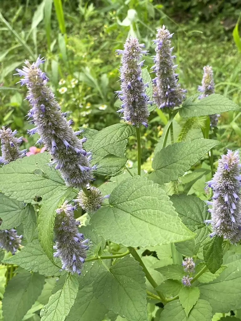 Agastache foeniculum - Web page Navigation,Wildflowers - Anise Hyssop ...