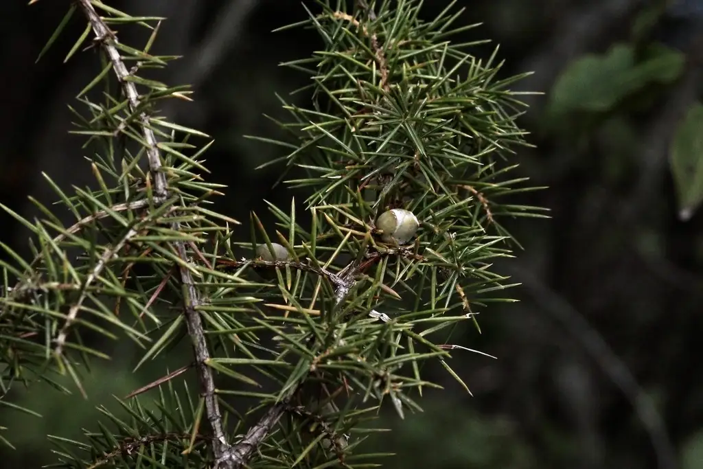 Juniperus rigida - Common Bonsai,Shrub - Needle Juniper, Temple Juniper