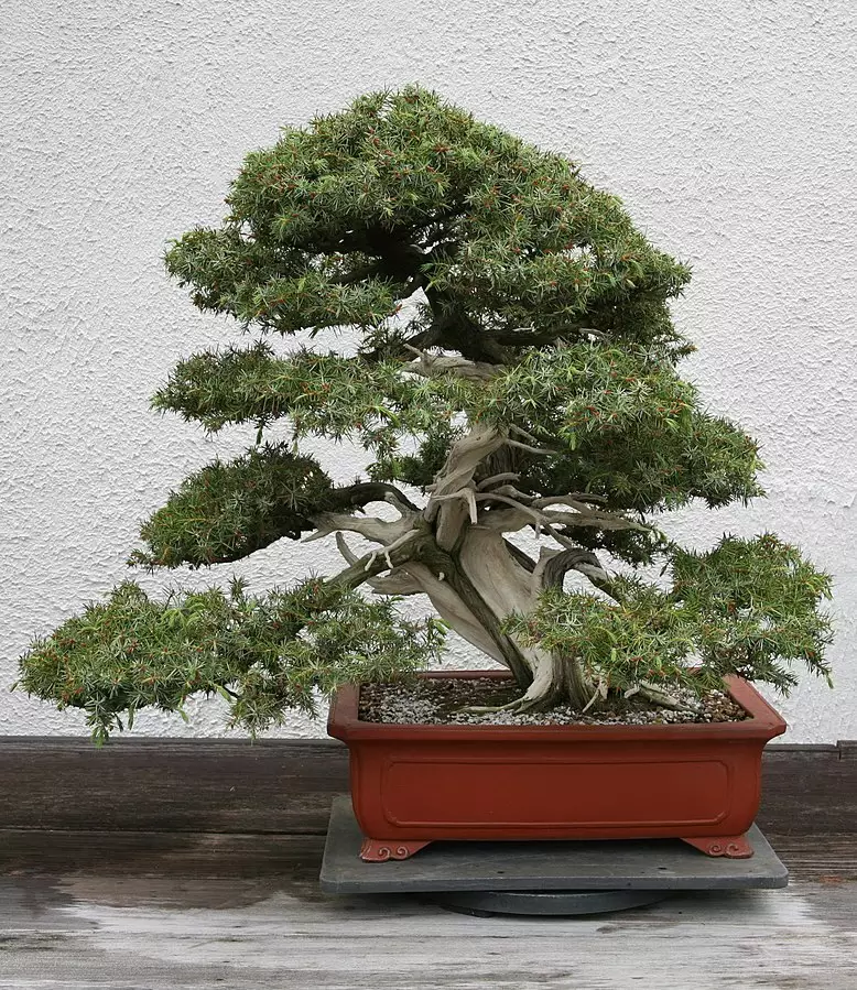 Juniperus rigida - Common Bonsai,Shrub - Needle Juniper, Temple Juniper